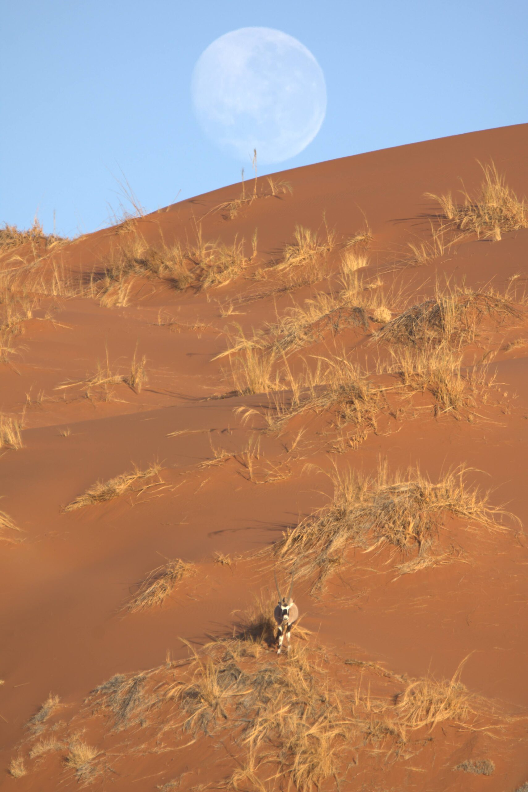 Hot Air Balloon over the Desert - Image 6